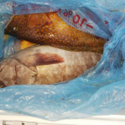 第二龍勢丸 釣果