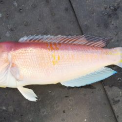 第二龍勢丸 釣果