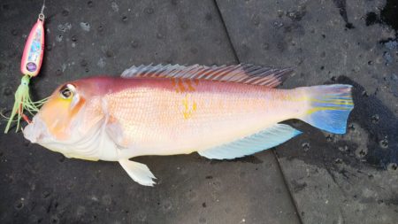 第二龍勢丸 釣果