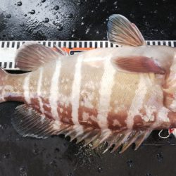 第二龍勢丸 釣果