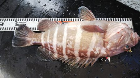 第二龍勢丸 釣果