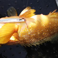 第二龍勢丸 釣果