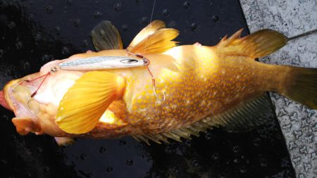 第二龍勢丸 釣果