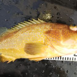 第二龍勢丸 釣果