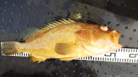 第二龍勢丸 釣果