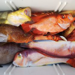 第二龍勢丸 釣果