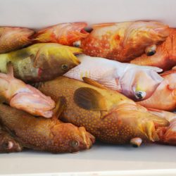 第二龍勢丸 釣果