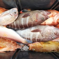 第二龍勢丸 釣果