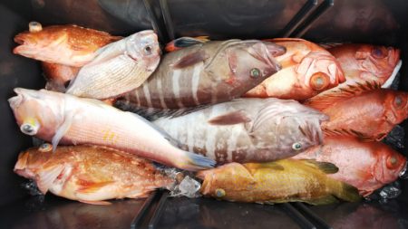 第二龍勢丸 釣果