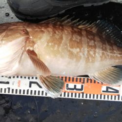 第二龍勢丸 釣果