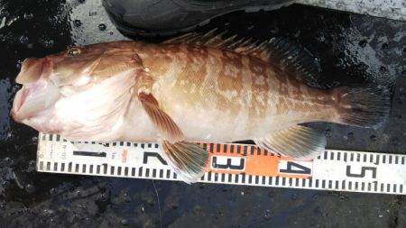 第二龍勢丸 釣果