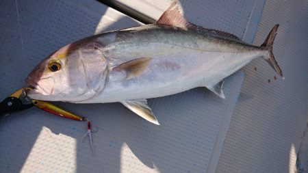 だて丸 釣果