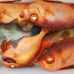 第二龍勢丸 釣果