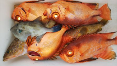 第二龍勢丸 釣果