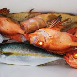 第二龍勢丸 釣果