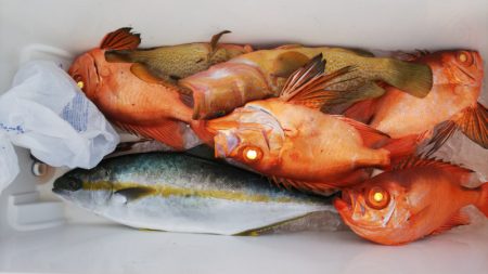 第二龍勢丸 釣果