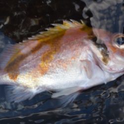 渡船屋たにぐち 釣果