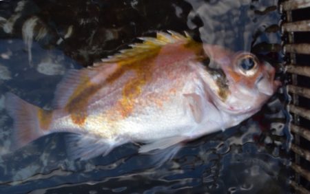 渡船屋たにぐち 釣果