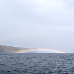 渡船屋たにぐち 釣果
