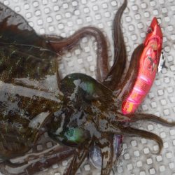 ブルースフィッシングサービス 釣果