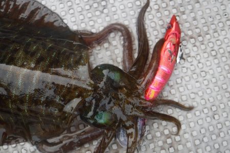 ブルースフィッシングサービス 釣果