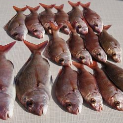 遊漁船 家入 釣果