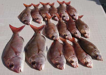 遊漁船 家入 釣果