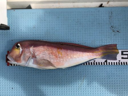 第二八坂丸 釣果