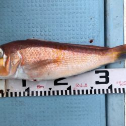 第二八坂丸 釣果