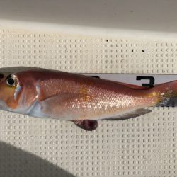 第二八坂丸 釣果