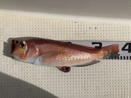 第二八坂丸 釣果