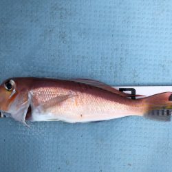 第二八坂丸 釣果