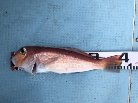 第二八坂丸 釣果