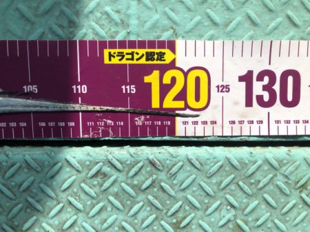 ヤザワ渡船 釣果