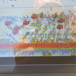 アマテラス 釣果