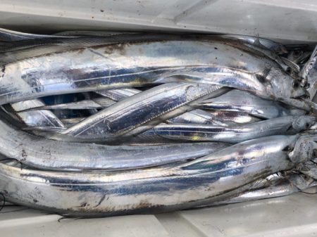 ビッグファイター 釣果