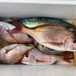 第二八坂丸 釣果