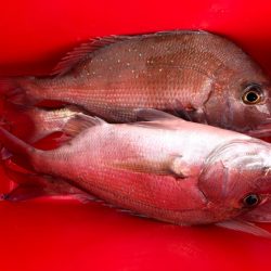 第二八坂丸 釣果