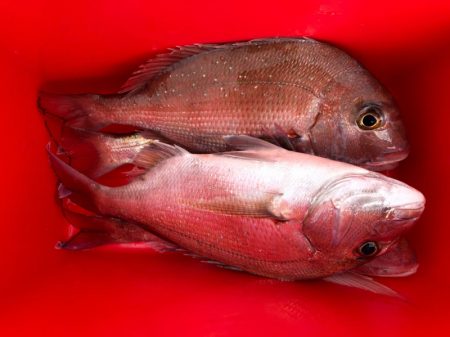 第二八坂丸 釣果