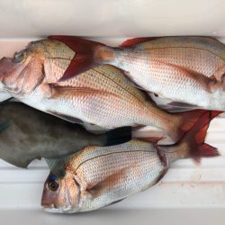 第二八坂丸 釣果