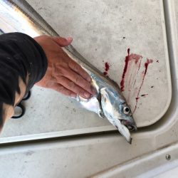 末広丸(熊本) 釣果