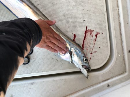 末広丸(熊本) 釣果