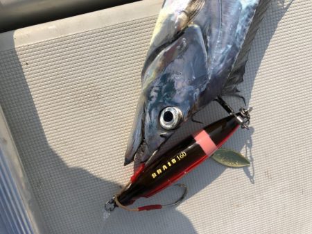 末広丸(熊本) 釣果