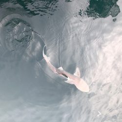 龍神丸（鹿児島） 釣果