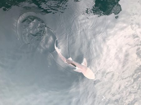 龍神丸（鹿児島） 釣果