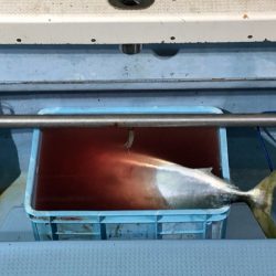 第二八坂丸 釣果