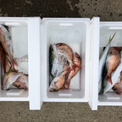 第二八坂丸 釣果