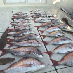 遊漁船メテオ 釣果