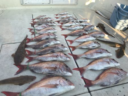 遊漁船メテオ 釣果