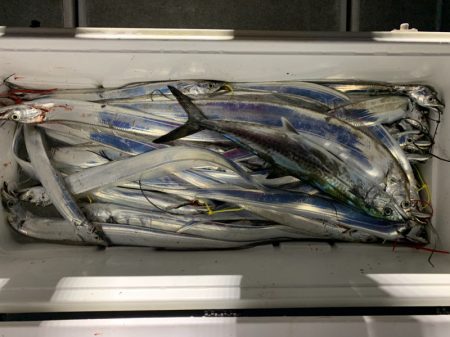 SeaRide(シーライド) 釣果